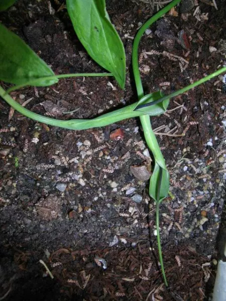 Pinellia ternata