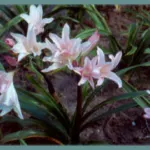 Amarcrinum howardii/50 (petit calibre)