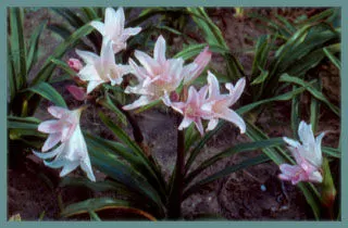 Amarcrinum howardii/50 (petit calibre)