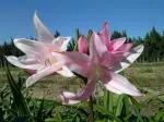 Amarcrinum howardii/50 (petit calibre) — photo 2