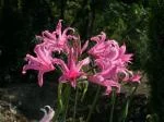 Amarine tubergenii /100 — photo 4