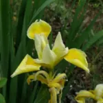 Iris spuria aurea/jaune