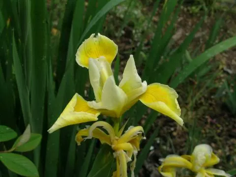 Iris spuria aurea/jaune