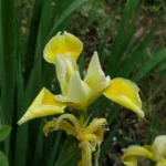 Iris spuria aurea/jaune