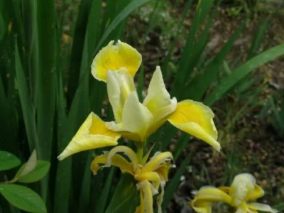 Iris spuria aurea/jaune