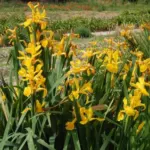 Iris spuria aurea/jaune — Iris