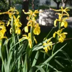 Iris spuria aurea/jaune — spuria
