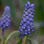 Muscari neglectum