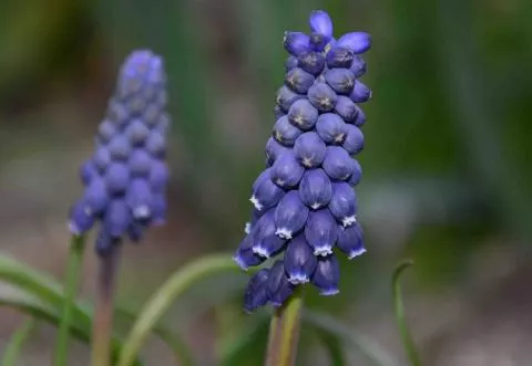 Muscari neglectum