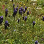 Muscari neglectum — muscari