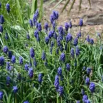 Muscari neglectum — neglectum