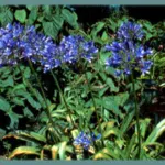 Agapanthus praecox ssp. orientalis Azure — Agapanthe