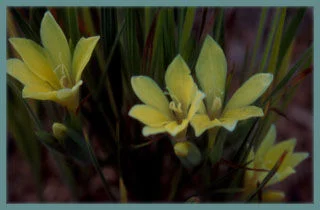 Babiana vanzyliae