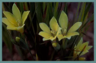 Babiana vanzyliae