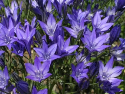 Triteleia laxa /50