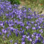 Triteleia laxa /50 — photo 4