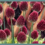 Allium sphaerocephalum