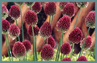 Allium sphaerocephalum
