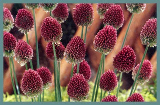 Allium sphaerocephalum