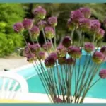 Allium sphaerocephalum — baguette