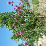 Allium sphaerocephalum — tambour