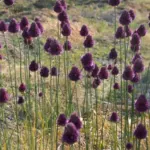 Allium sphaerocephalum — allium