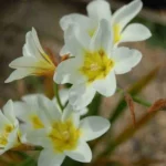 Sparaxis bulbifera ‘Hanbury’