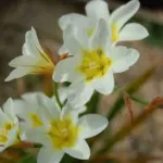 Sparaxis bulbifera ‘Hanbury’