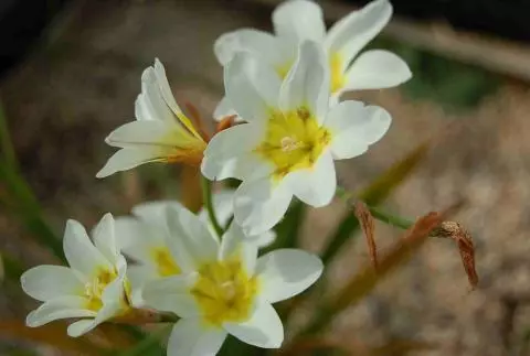 Sparaxis bulbifera ‘Hanbury’