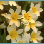Sparaxis bulbifera ‘Hanbury’ — Sparaxis