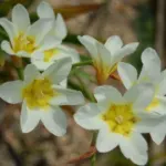 Sparaxis bulbifera ‘Hanbury’ — bulbifera