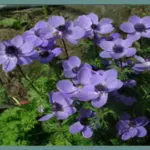 Anemone coronaria bleu