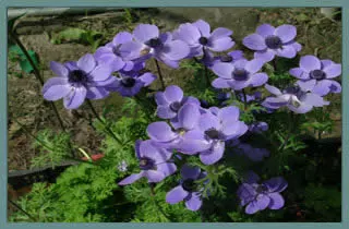 Anemone coronaria bleu