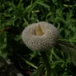 Anemone coronaria bleu — Anemone