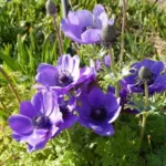 Anemone coronaria bleu — coronaria