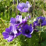Anemone coronaria bleu — photo 3