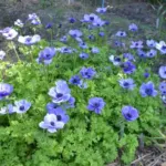 Anemone coronaria bleu — photo 4