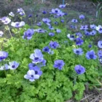Anemone coronaria bleu — photo 4