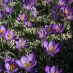 Crocus tommasianus