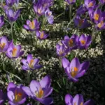 Crocus tommasianus