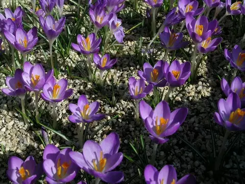 Crocus tommasianus