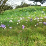 Crocus tommasianus — Crocus