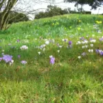 Crocus tommasianus — Crocus