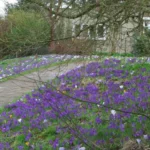 Crocus tommasianus — photo 4