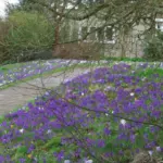 Crocus tommasianus — photo 4