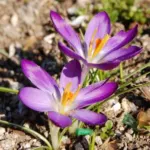 Crocus tommasianus — photo 5