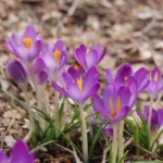 Crocus tommasianus — photo 6