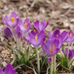 Crocus tommasianus — photo 6