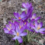 Crocus tommasianus — photo 7
