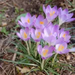 Crocus tommasianus — photo 8